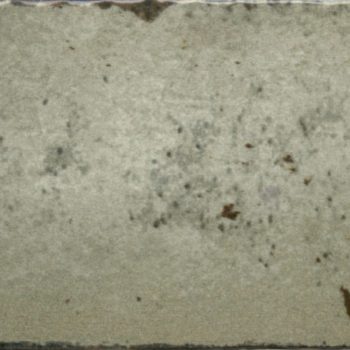 MVG1198 Amazonia Moss